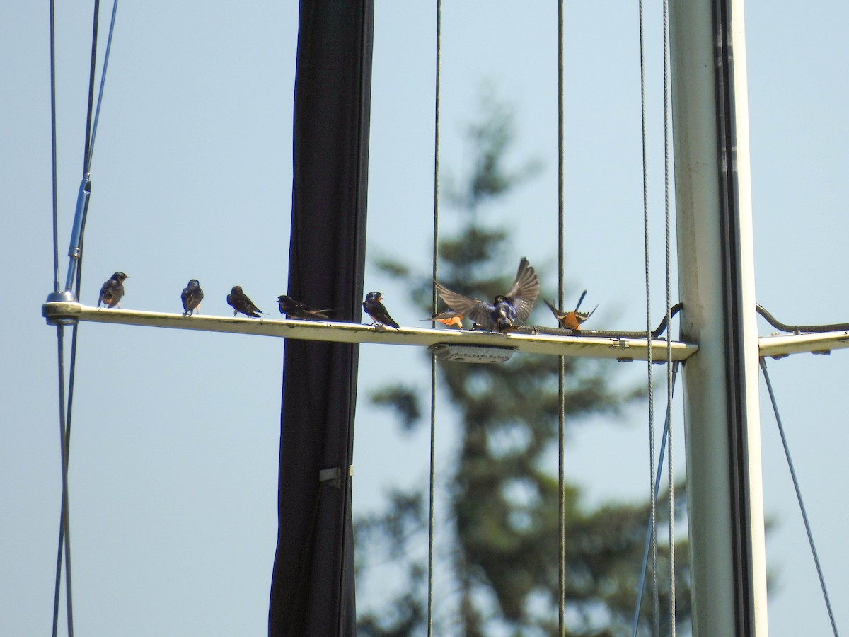 Barn Swallow - ML641953050