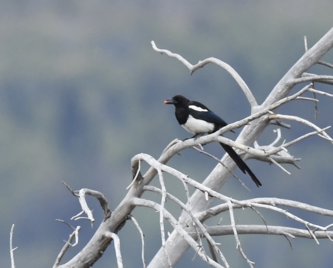 Black-billed Magpie - ML641953051