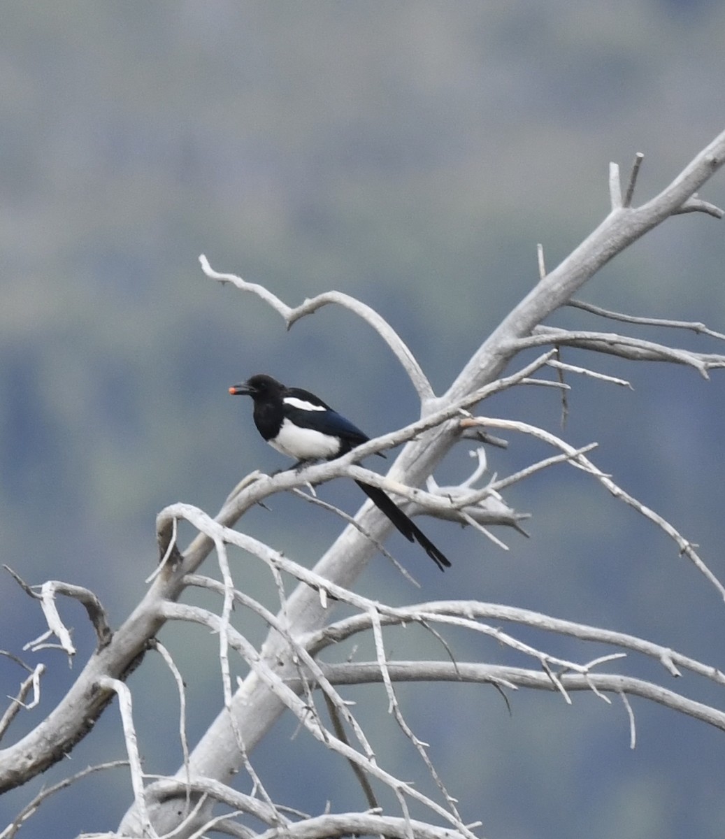 Black-billed Magpie - ML641953052