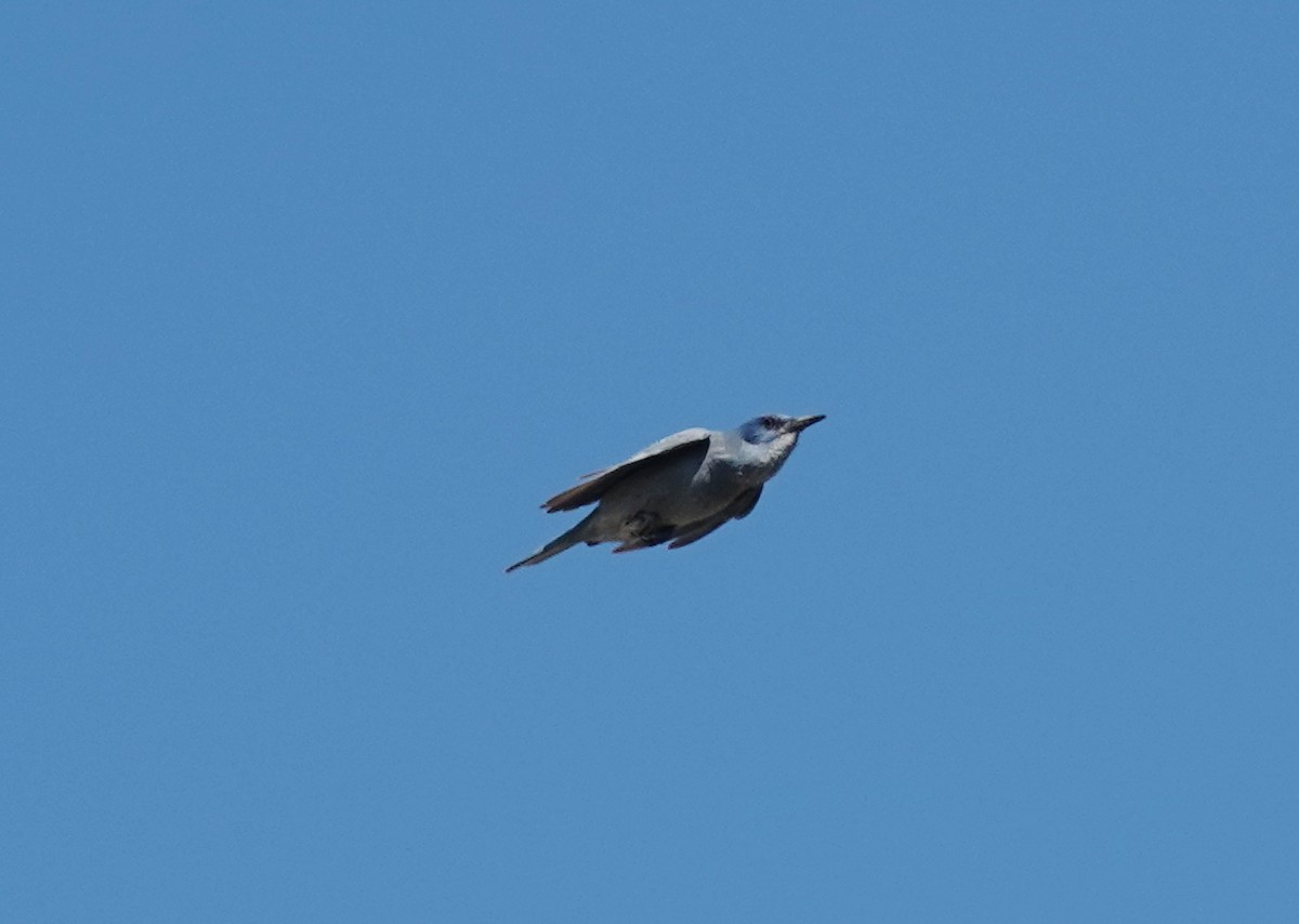 Pinyon Jay - ML641953053