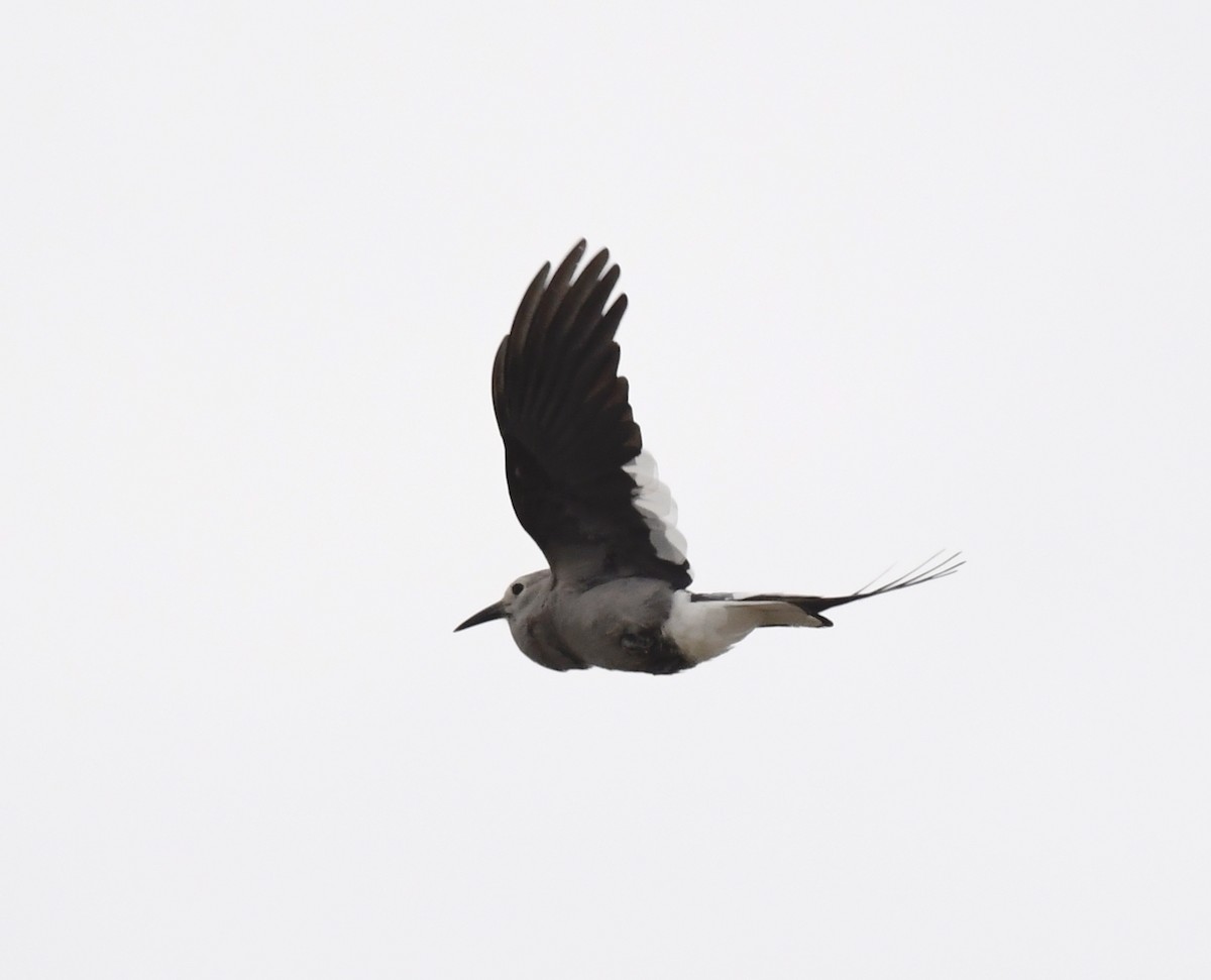 Clark's Nutcracker - ML641953054
