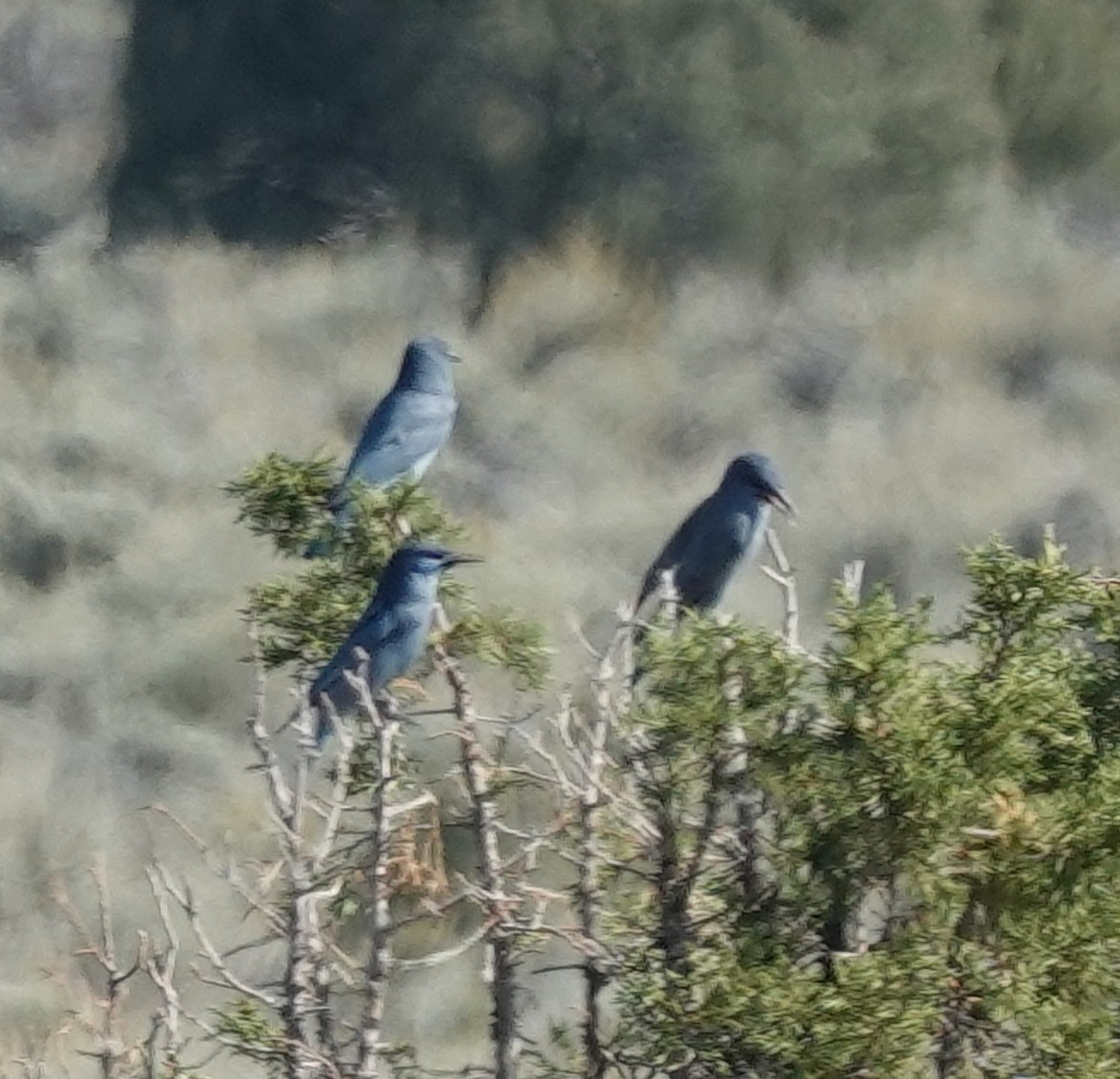 Pinyon Jay - ML641953055
