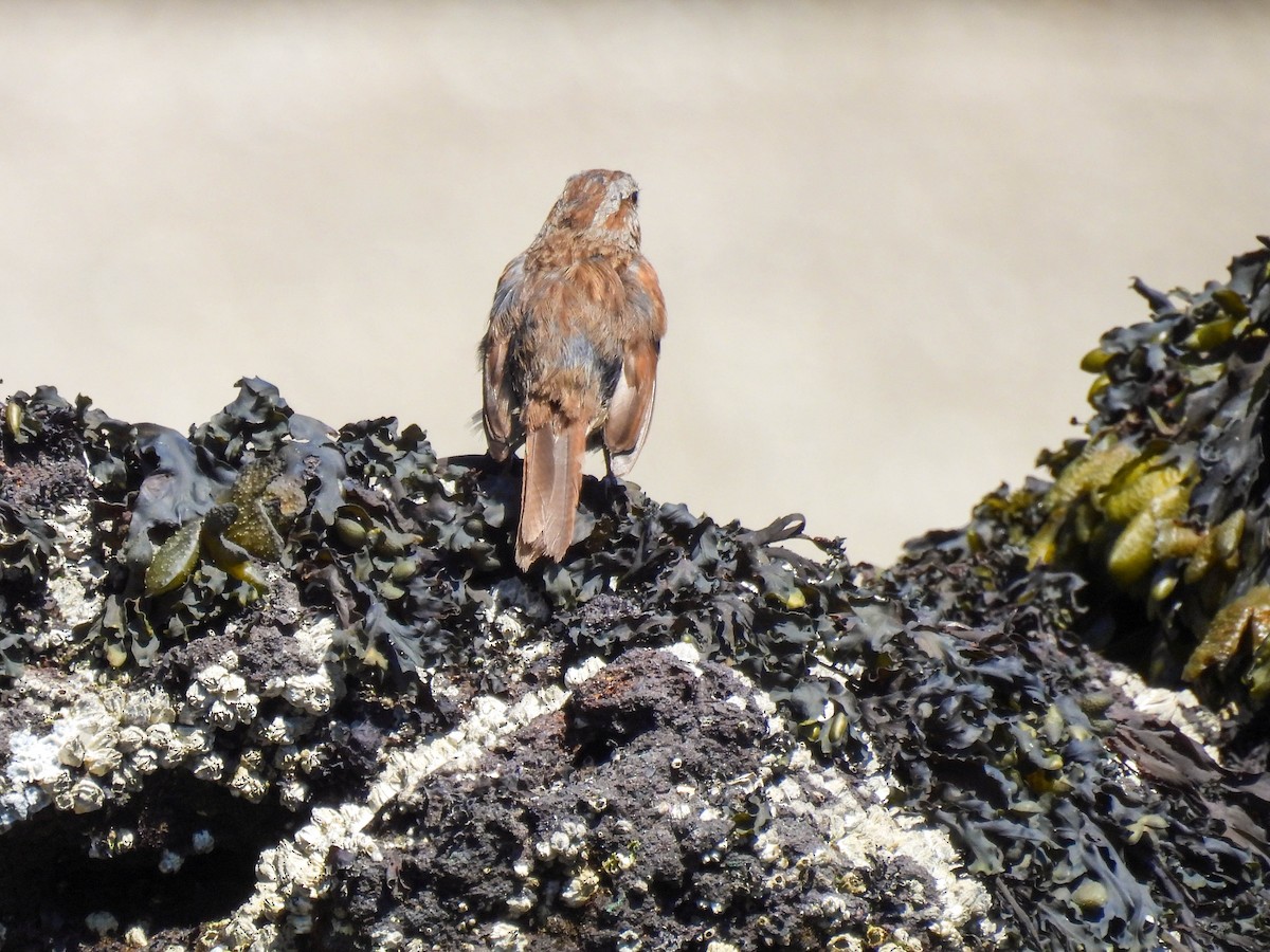 Song Sparrow - ML641953057
