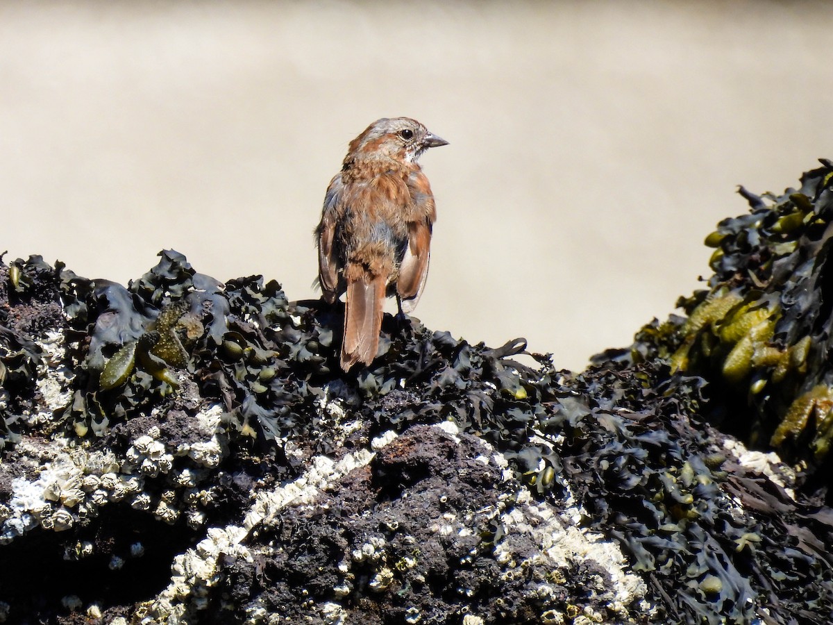 Song Sparrow - ML641953058