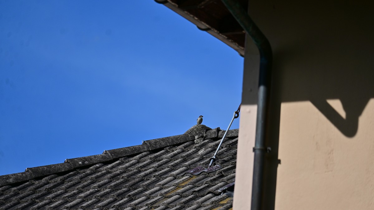 Italian Sparrow - ML641953060