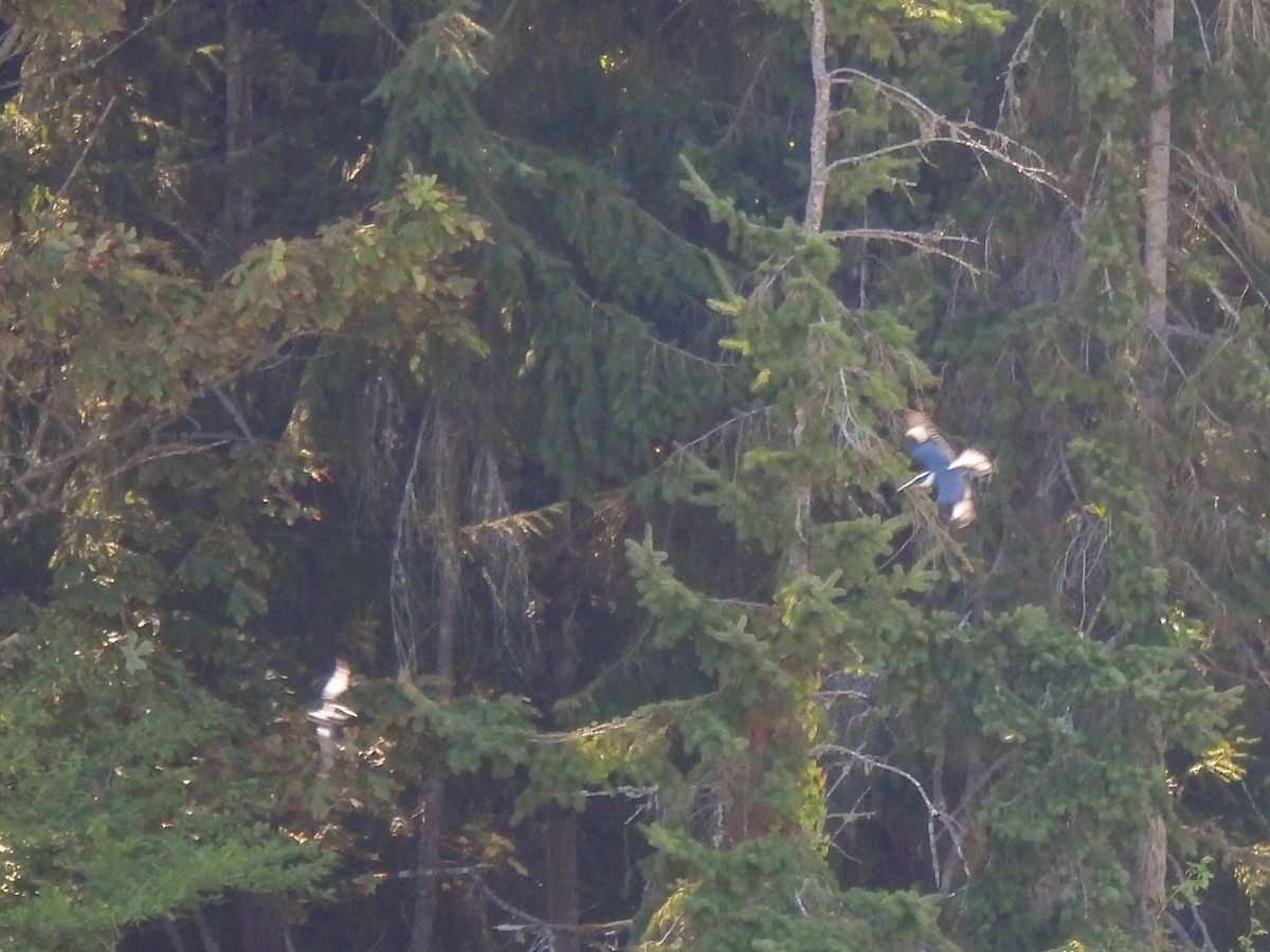 Belted Kingfisher - ML641953061
