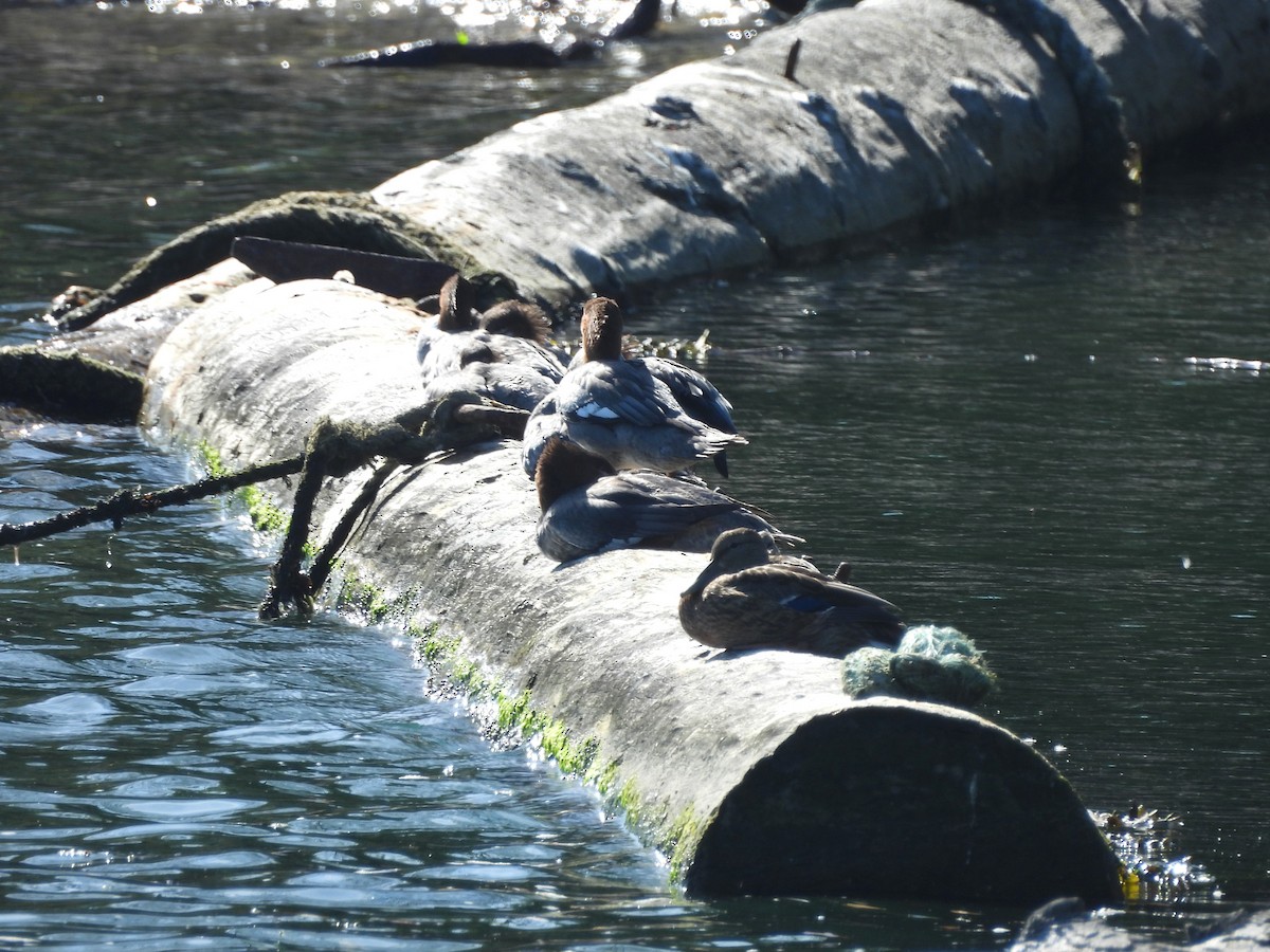 Common Merganser - ML641953062