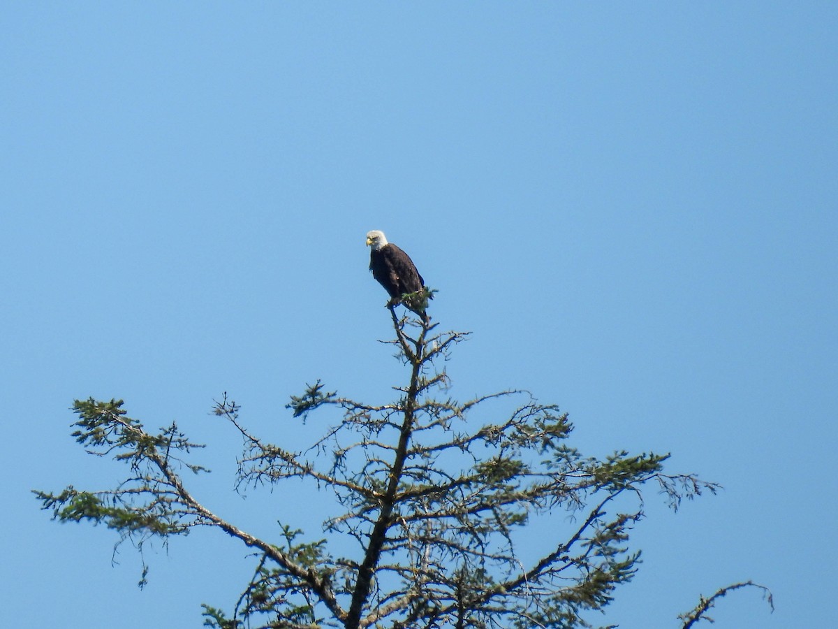 Bald Eagle - ML641953063