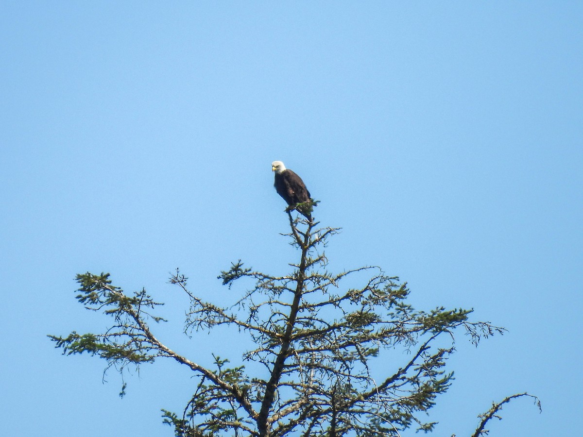 Bald Eagle - ML641953064