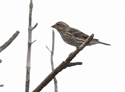 Cassin's Finch - ML641953065