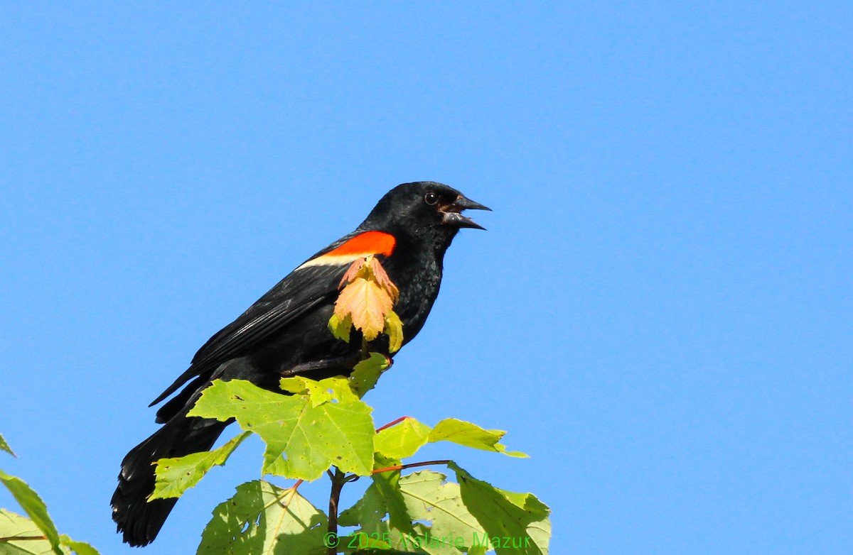 Red-winged Blackbird - ML641953077