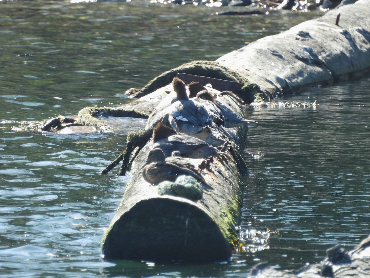 Common Merganser - ML641953083