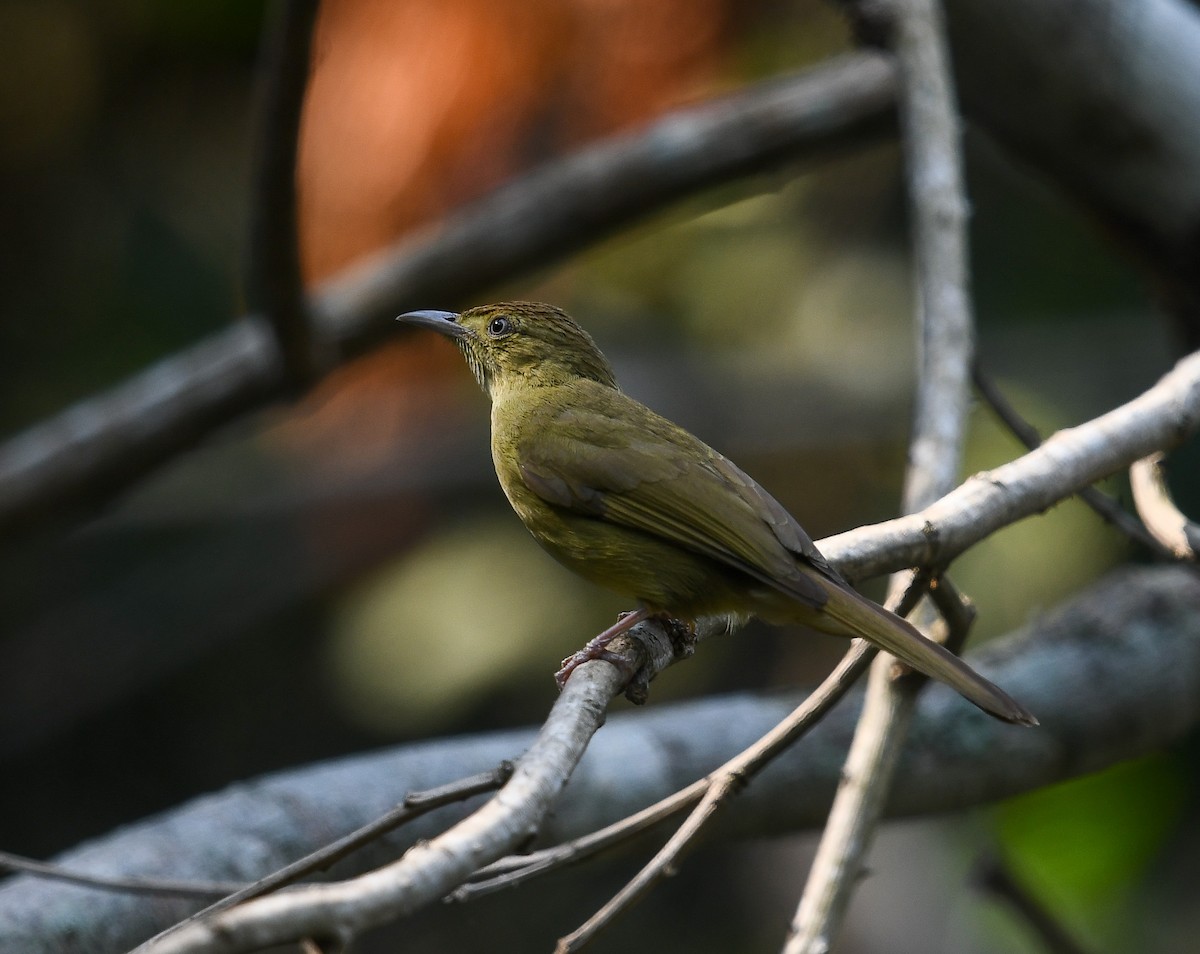 Cachar Bulbul - ML641953084