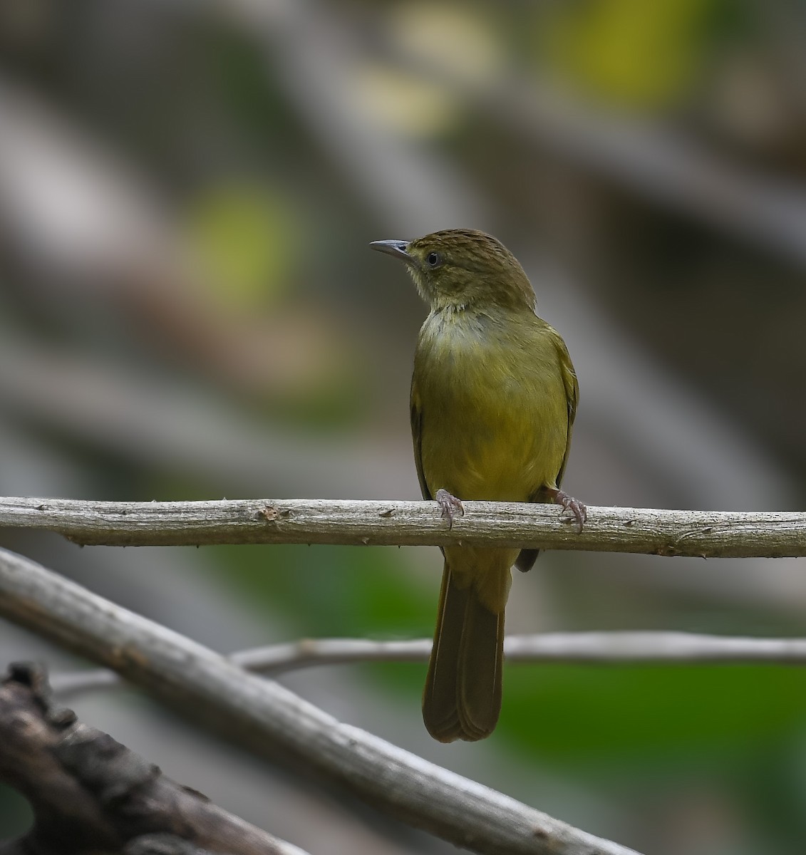 Cachar Bulbul - ML641953085