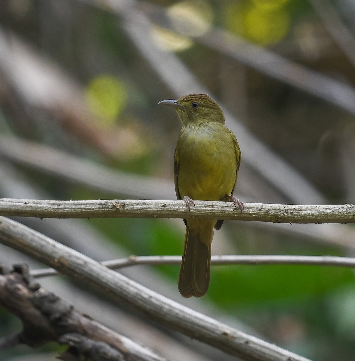 Cachar Bulbul - ML641953087