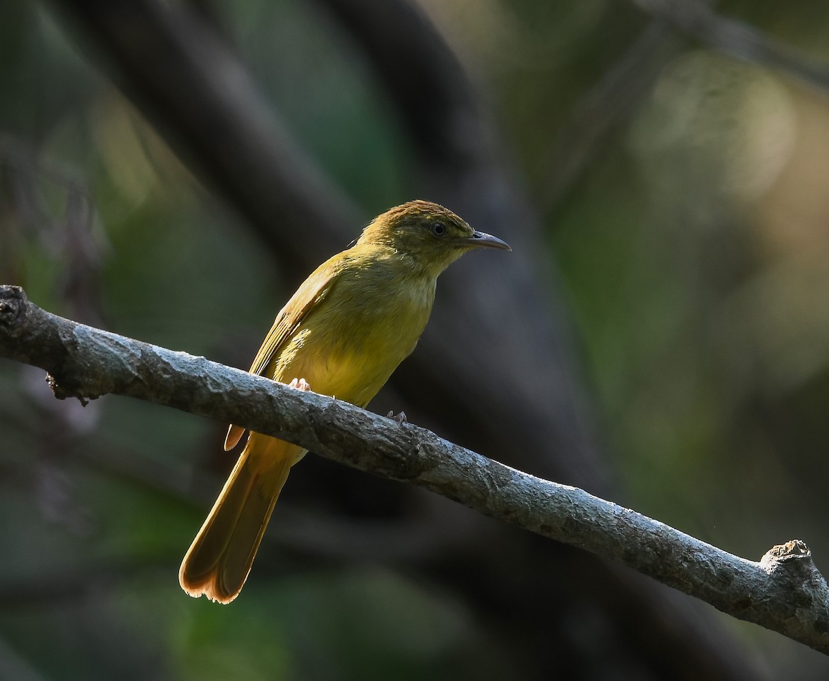 Cachar Bulbul - ML641953088
