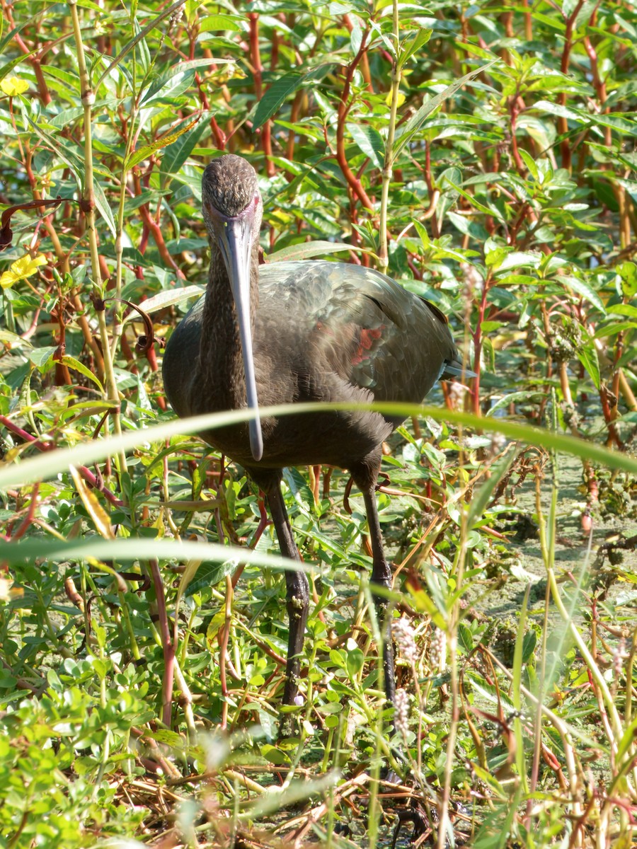 White-faced Ibis - ML641953099