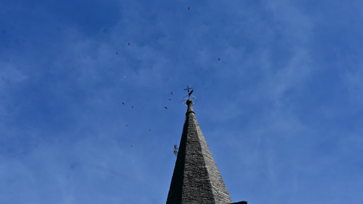 Western House-Martin - ML641953107