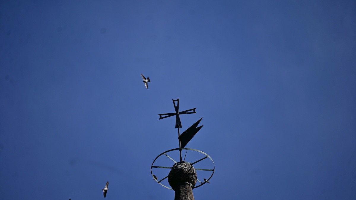 Western House-Martin - ML641953112