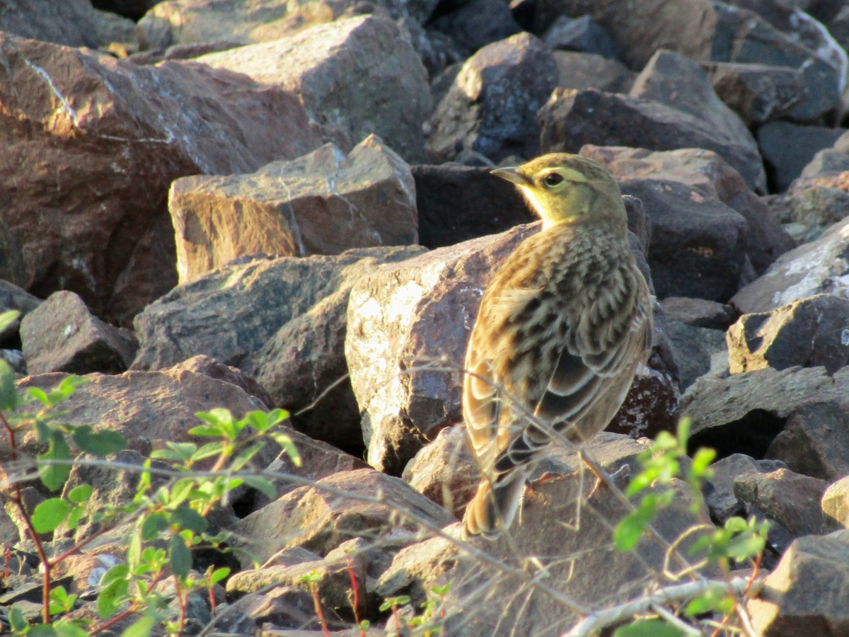 Horned Lark - ML641953125