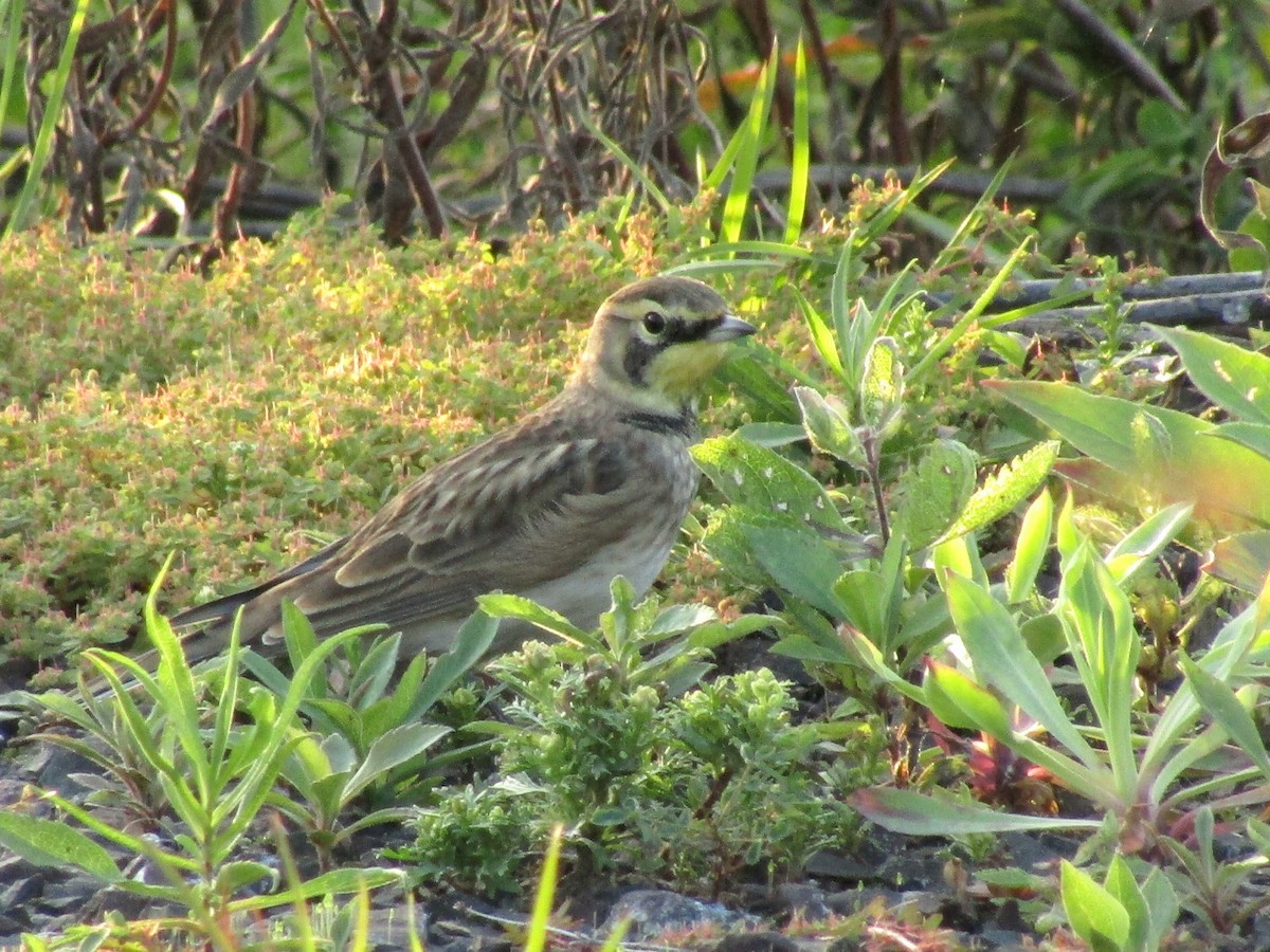 Horned Lark - ML641953126