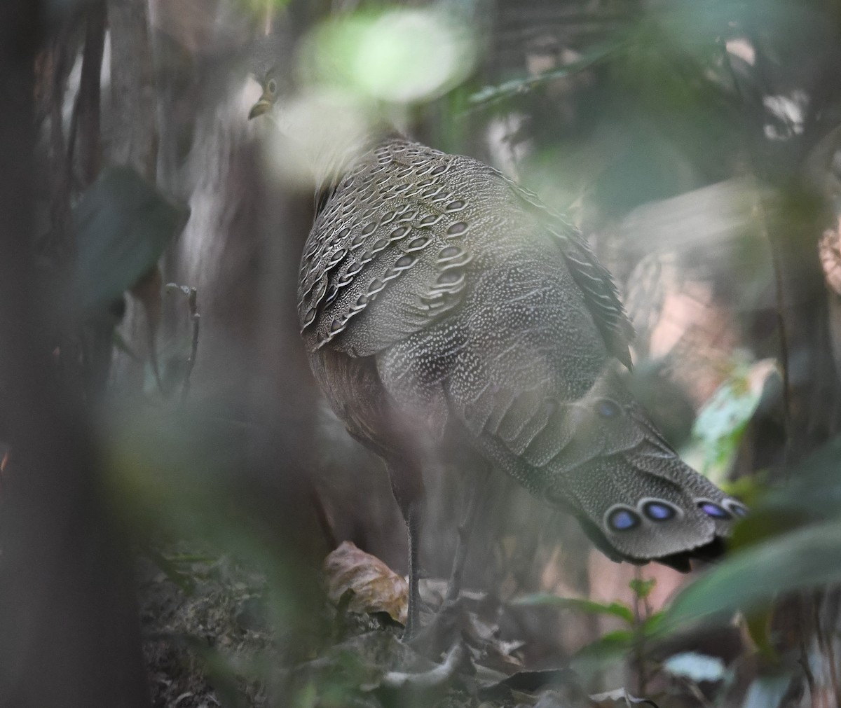 Gray Peacock-Pheasant - ML641953127