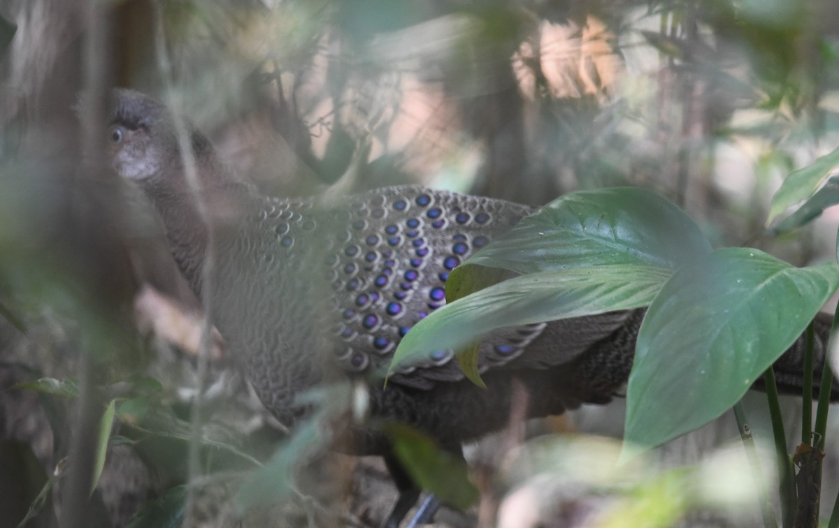 Gray Peacock-Pheasant - ML641953128