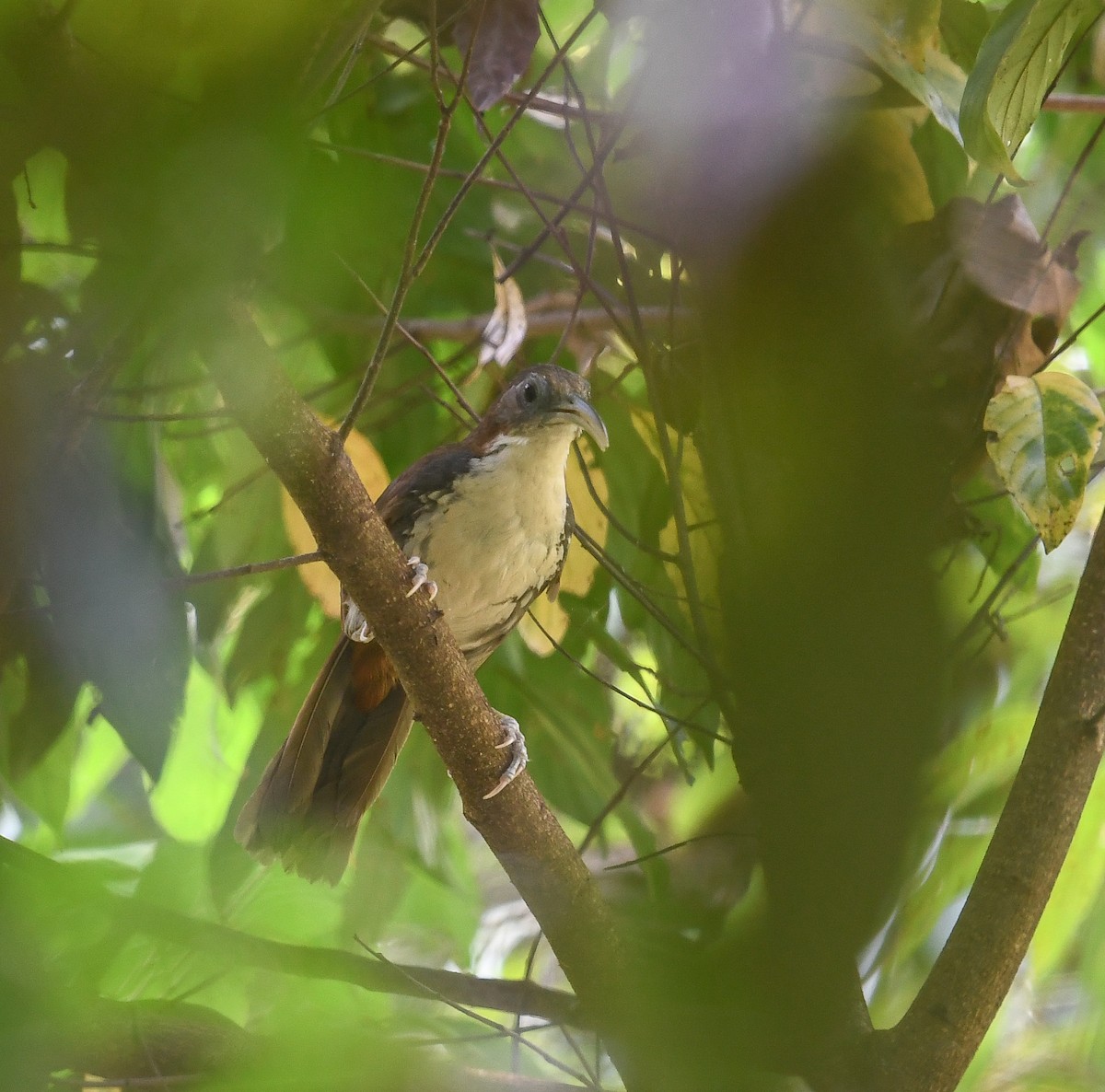 Large Scimitar-Babbler - ML641953145