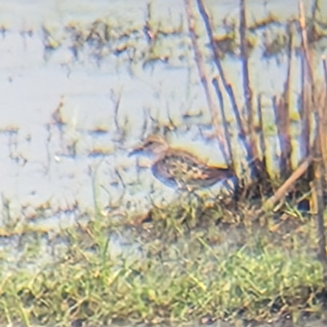 tanımsız küçük kumkuşu (Calidris sp.) - ML641953208