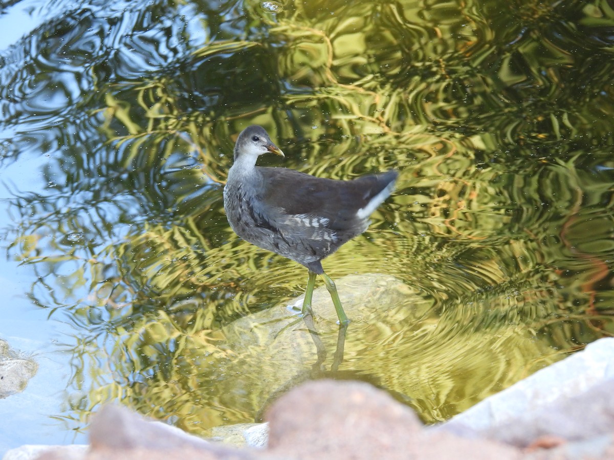 Common Gallinule - ML641953210