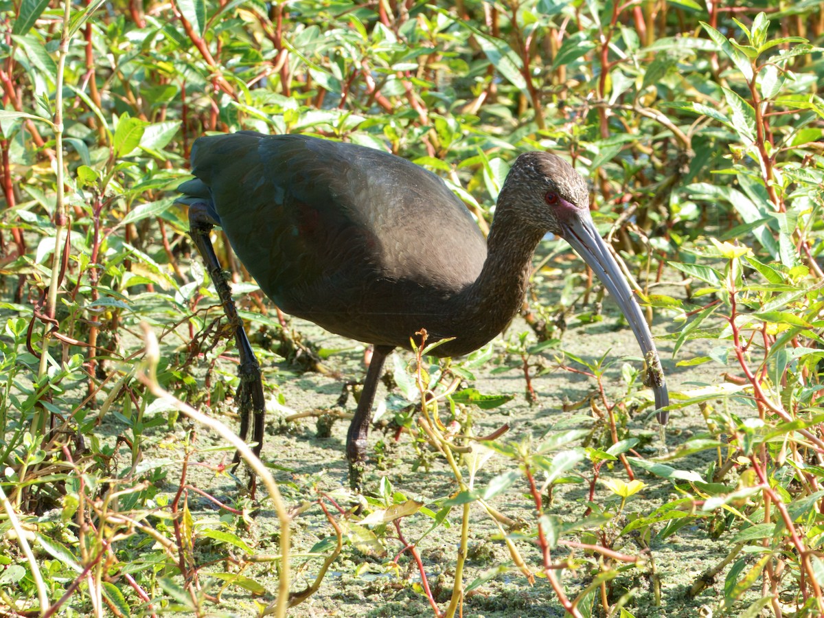 White-faced Ibis - ML641953211
