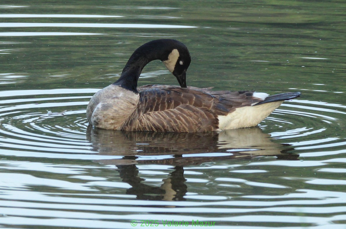 Canada Goose - ML641953213