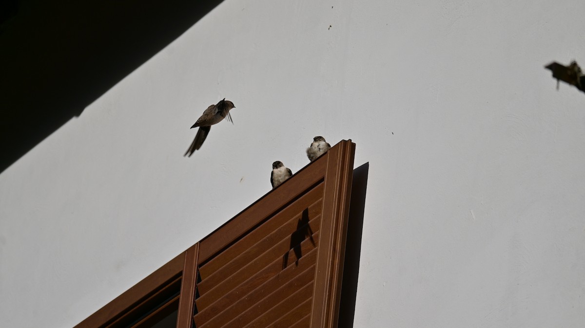 Eurasian Crag-Martin - ML641953216
