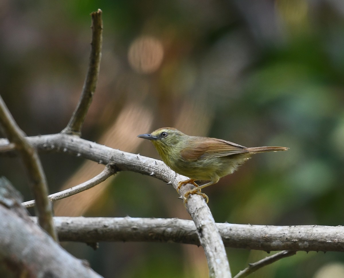 Pin-striped Tit-Babbler - ML641953217