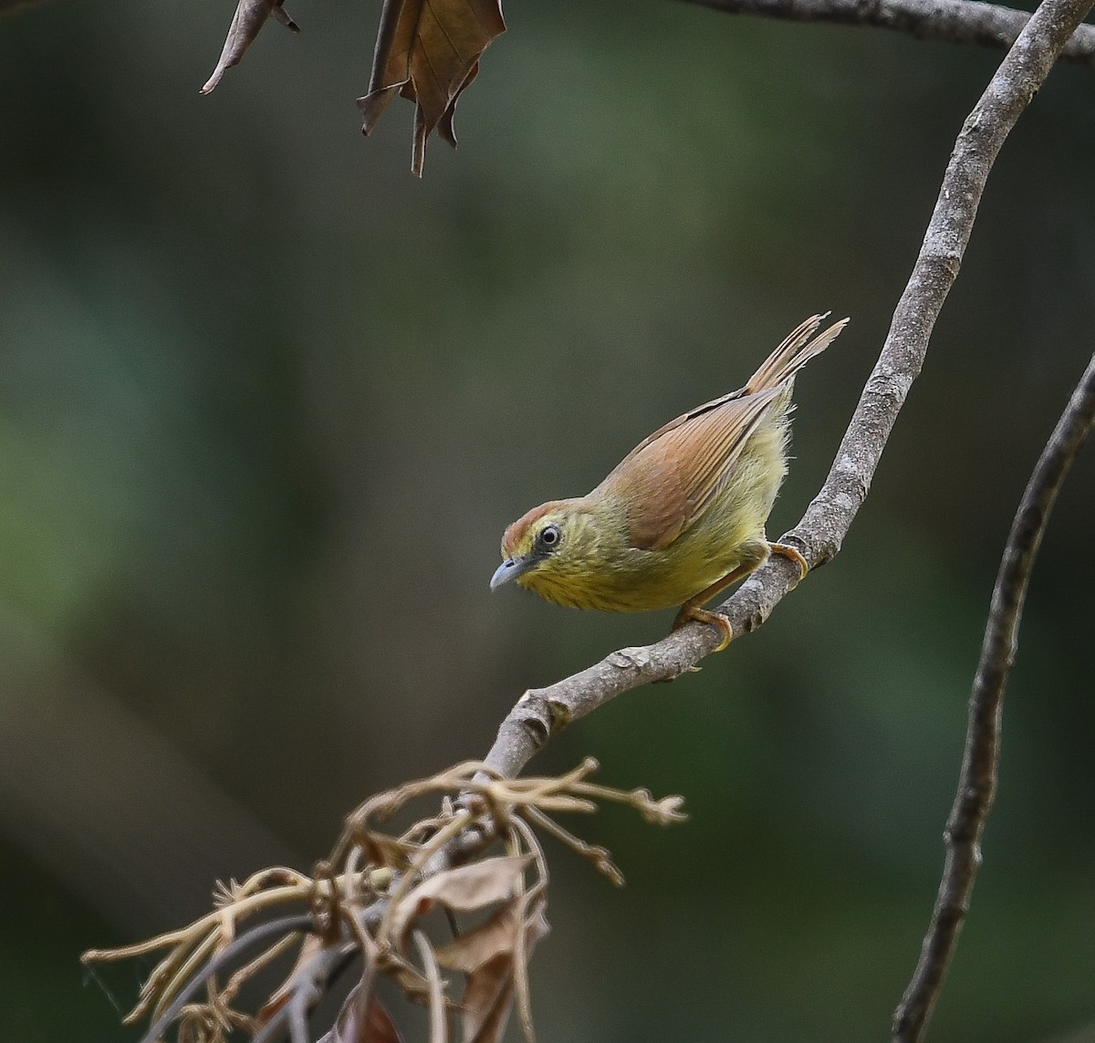 Pin-striped Tit-Babbler - ML641953218