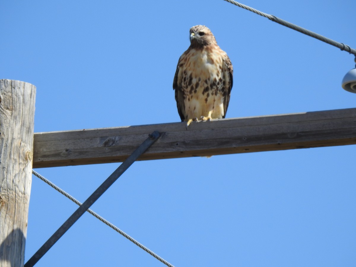 Red-tailed Hawk - ML641953219