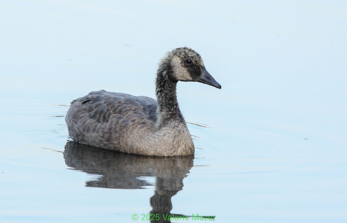 Canada Goose - ML641953221
