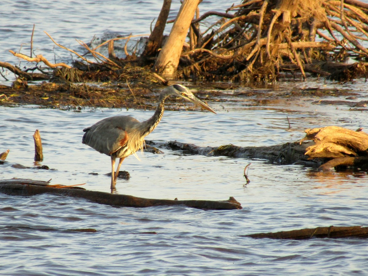 Great Blue Heron - ML641953222