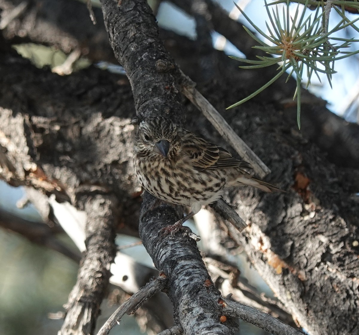 Cassin's Finch - ML641953223
