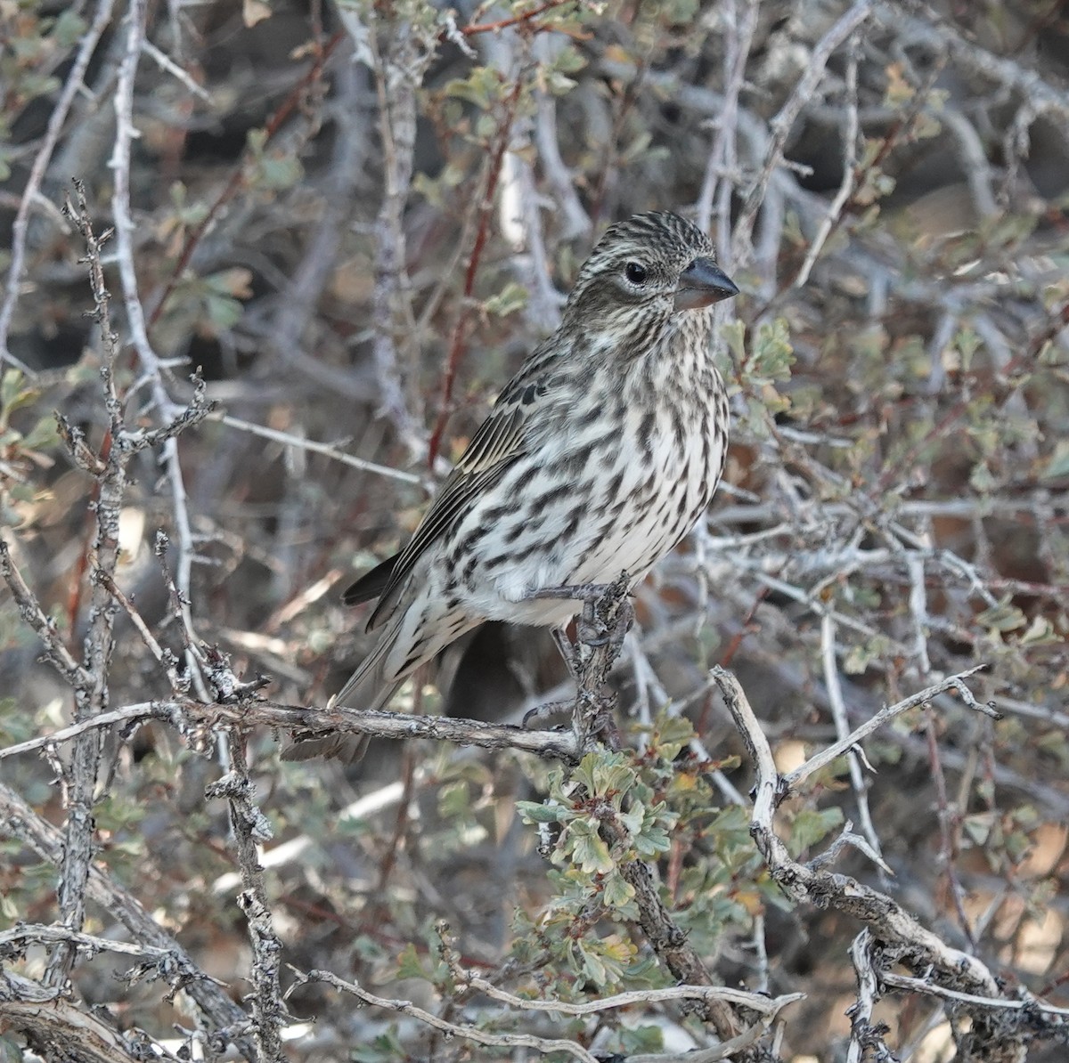 Cassin's Finch - ML641953224