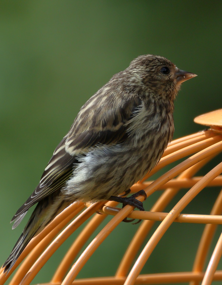 Pine Siskin - ML641953226