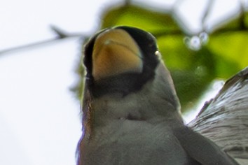 Japanese Grosbeak - ML641953227