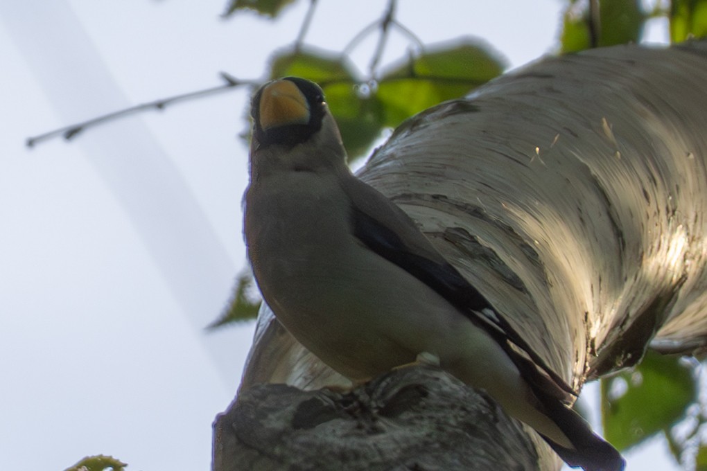 Japanese Grosbeak - ML641953228