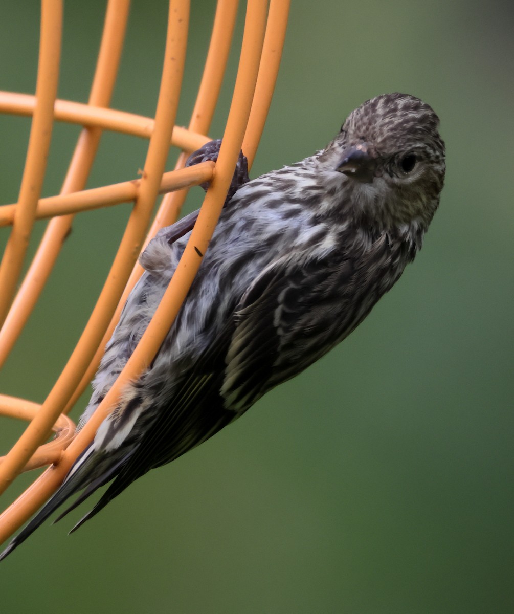 Pine Siskin - ML641953229