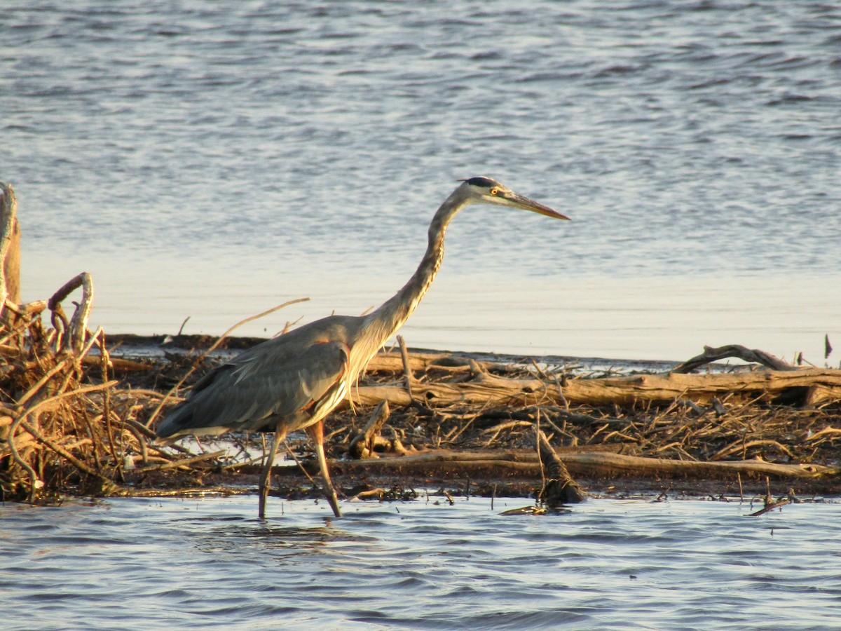 Great Blue Heron - ML641953230