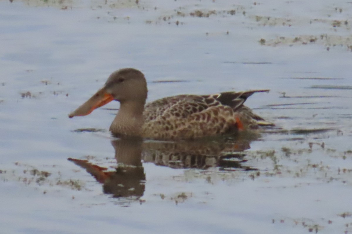 Northern Shoveler - ML641953232