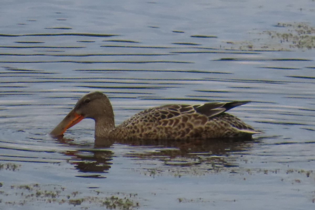 Northern Shoveler - ML641953233