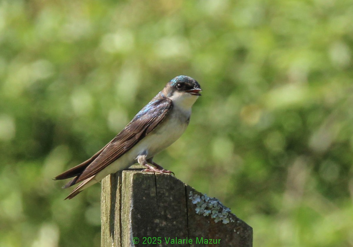 Tree Swallow - ML641953234