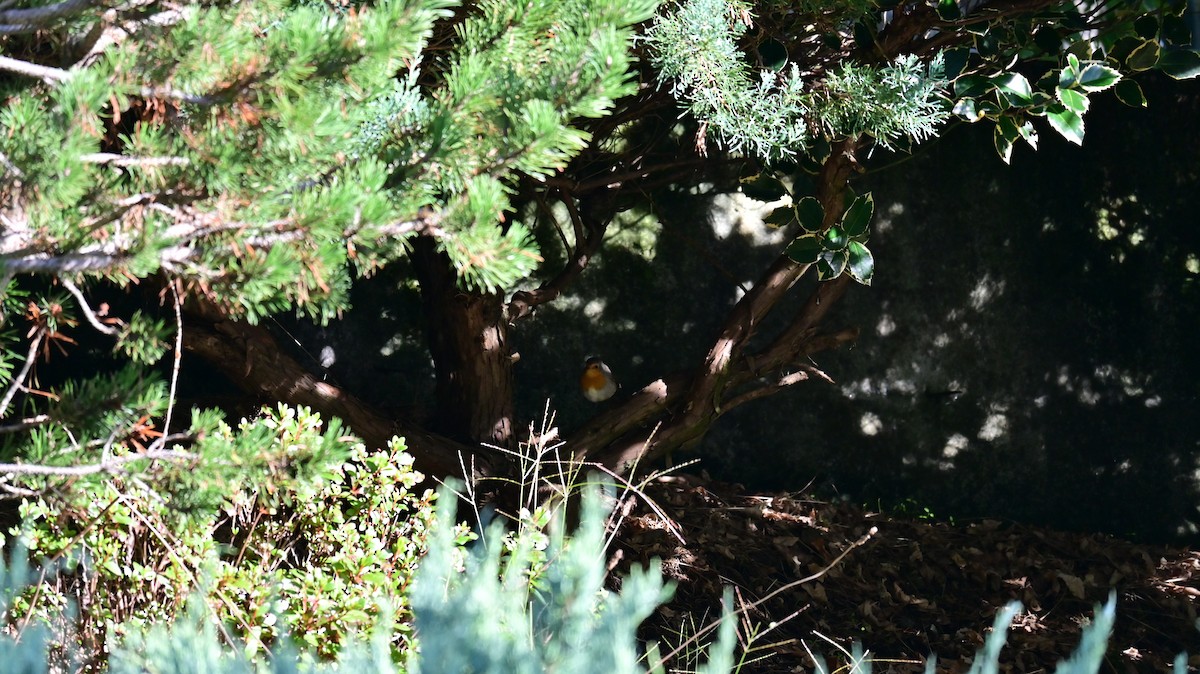 European Robin - ML641953235
