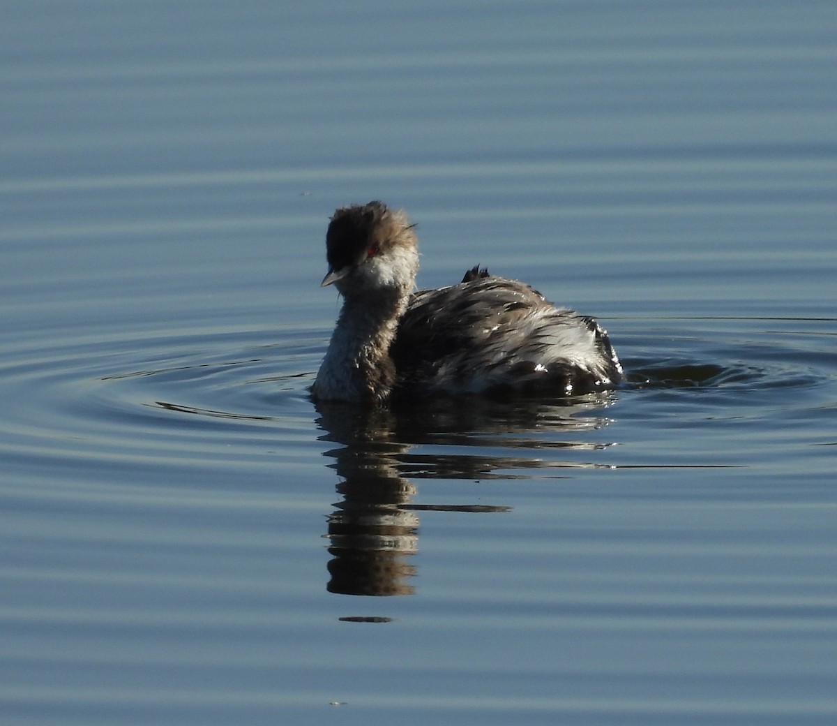 Horned Grebe - ML641953236